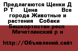 Предлагаются Щенки Д.Р.Т.  › Цена ­ 15 000 - Все города Животные и растения » Собаки   . Башкортостан респ.,Мечетлинский р-н